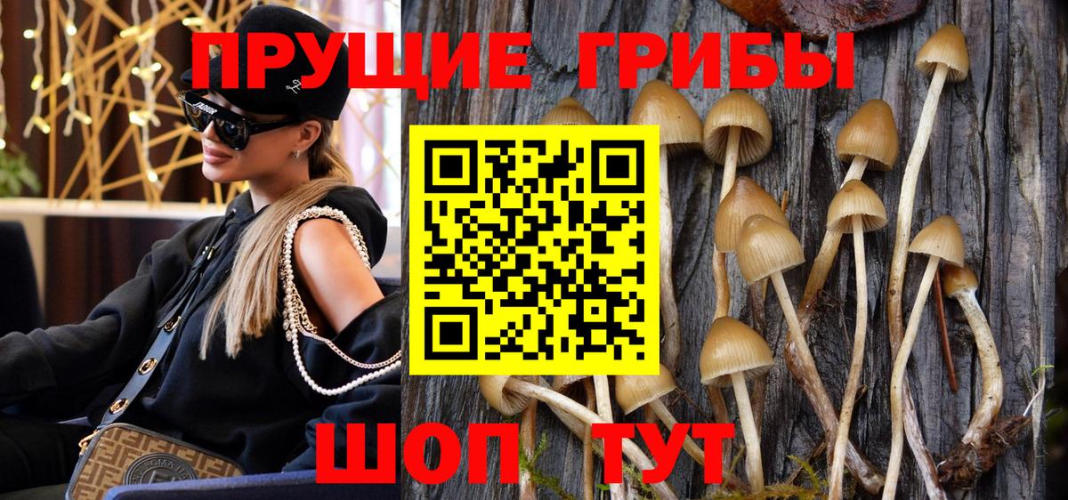 Вичуга  закладка  Вход с VPN  Галлюциногенные грибы Cubensis  Галлюциногенные грибы Psilocybine cubensis 